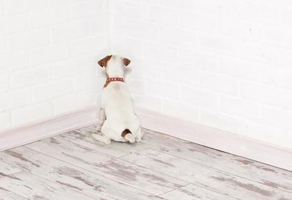 Dog standing in the corner. Chastened puppy. punishment